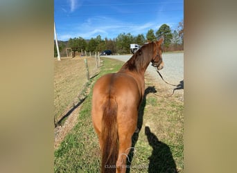 Tennessee walking horse, Hongre, 8 Ans, 142 cm, Alezan cuivré