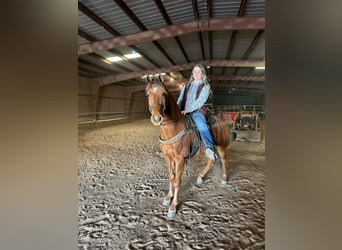 Tennessee walking horse, Hongre, 8 Ans, 142 cm, Alezan cuivré