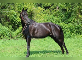 Tennessee walking horse, Hongre, 8 Ans, 142 cm, Noir