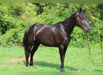 Tennessee walking horse, Hongre, 8 Ans, 142 cm, Noir