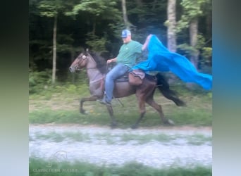 Tennessee walking horse, Hongre, 8 Ans, 142 cm, Roan-Bay