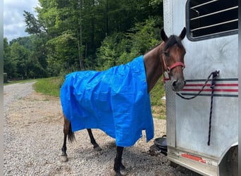 Tennessee walking horse, Hongre, 8 Ans, 142 cm, Roan-Bay