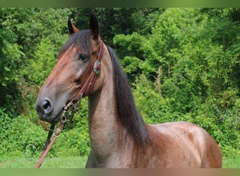 Tennessee walking horse, Hongre, 8 Ans, 142 cm, Roan-Bay