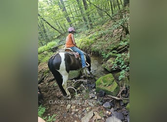 Tennessee walking horse, Hongre, 8 Ans, 142 cm, Tobiano-toutes couleurs