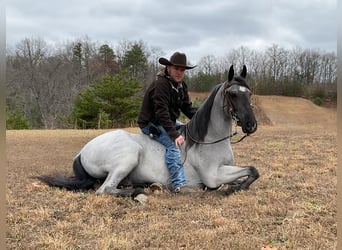 Tennessee walking horse, Hongre, 8 Ans, 147 cm, Rouan Bleu