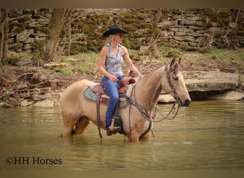 Tennessee walking horse, Hongre, 8 Ans, 152 cm, Buckskin