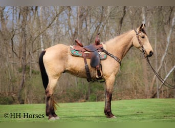 Tennessee walking horse, Hongre, 8 Ans, 152 cm, Buckskin