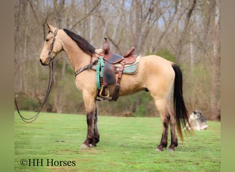 Tennessee walking horse, Hongre, 8 Ans, 152 cm, Buckskin