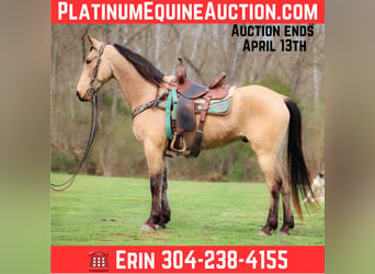 Tennessee walking horse, Hongre, 8 Ans, 152 cm, Buckskin