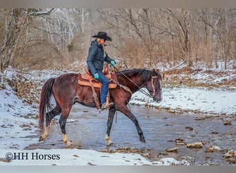 Tennessee walking horse, Hongre, 8 Ans, 152 cm, Noir