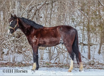 Tennessee walking horse, Hongre, 8 Ans, 152 cm, Noir