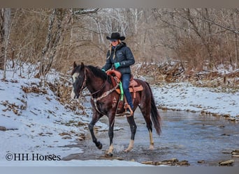 Tennessee walking horse, Hongre, 8 Ans, 152 cm, Noir