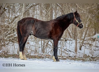 Tennessee walking horse, Hongre, 8 Ans, 152 cm, Noir