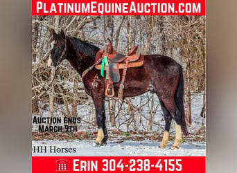 Tennessee walking horse, Hongre, 8 Ans, 152 cm, Noir