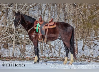 Tennessee walking horse, Hongre, 8 Ans, 152 cm, Noir