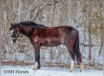 Tennessee walking horse, Hongre, 8 Ans, 152 cm, Noir
