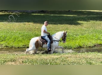 Tennessee walking horse, Hongre, 8 Ans, 152 cm, Palomino