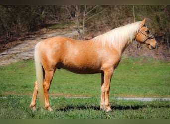 Tennessee walking horse, Hongre, 8 Ans, 152 cm, Palomino