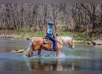 Tennessee walking horse, Hongre, 8 Ans, 152 cm, Palomino