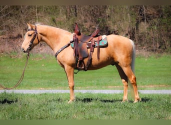 Tennessee walking horse, Hongre, 8 Ans, 152 cm, Palomino