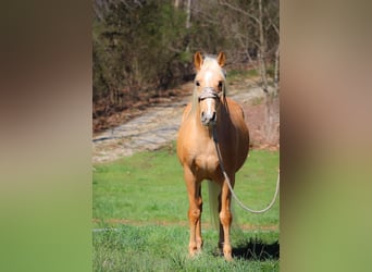 Tennessee walking horse, Hongre, 8 Ans, 152 cm, Palomino