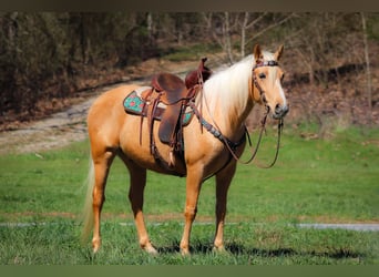 Tennessee walking horse, Hongre, 8 Ans, 152 cm, Palomino