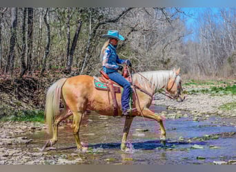 Tennessee walking horse, Hongre, 8 Ans, 152 cm, Palomino