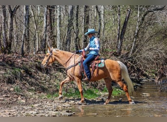 Tennessee walking horse, Hongre, 8 Ans, 152 cm, Palomino