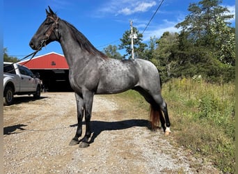 Tennessee walking horse, Hongre, 8 Ans, 152 cm, Rouan Bleu