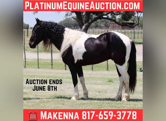 Tennessee walking horse, Hongre, 8 Ans, 152 cm, Tobiano-toutes couleurs