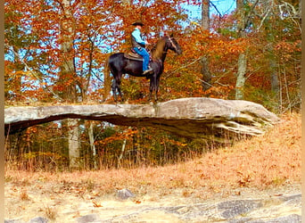 Tennessee walking horse, Hongre, 8 Ans, 155 cm, Bai