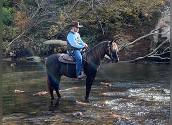 Tennessee walking horse, Hongre, 8 Ans, 155 cm, Bai