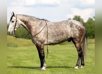 Tennessee walking horse, Hongre, 8 Ans, 160 cm, Gris pommelé