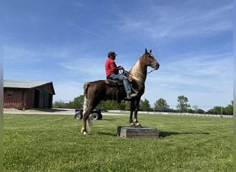 Tennessee walking horse, Hongre, 8 Ans, 163 cm, Alezan brûlé