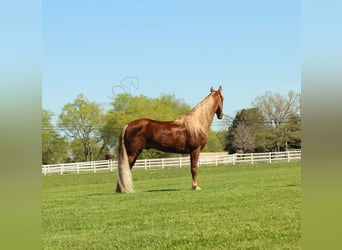 Tennessee walking horse, Hongre, 8 Ans, 163 cm, Alezan brûlé