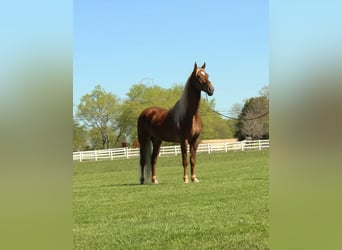 Tennessee walking horse, Hongre, 8 Ans, 163 cm, Alezan brûlé