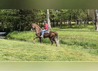 Tennessee walking horse, Hongre, 8 Ans, 163 cm, Alezan brûlé