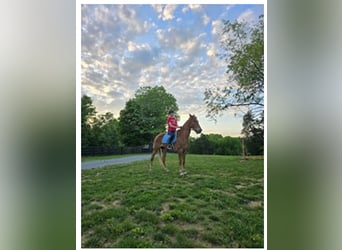 Tennessee walking horse, Hongre, 8 Ans, 163 cm, Alezan cuivré