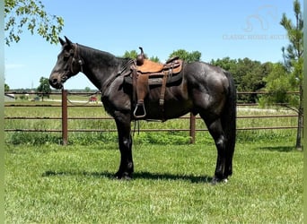 Tennessee walking horse, Hongre, 8 Ans, 163 cm, Roan-Bay