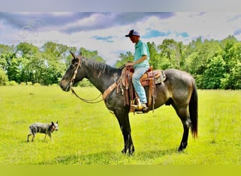 Tennessee walking horse, Hongre, 8 Ans, 163 cm, Roan-Bay