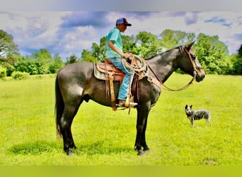 Tennessee walking horse, Hongre, 8 Ans, 163 cm, Roan-Bay