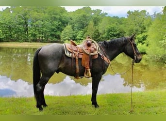 Tennessee walking horse, Hongre, 8 Ans, 163 cm, Roan-Bay