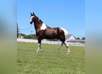 Tennessee walking horse, Hongre, 8 Ans, 173 cm, Tobiano-toutes couleurs