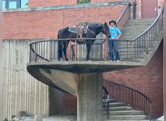 Tennessee walking horse, Hongre, 8 Ans, Bai cerise