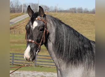 Tennessee walking horse, Hongre, 8 Ans, Rouan Bleu
