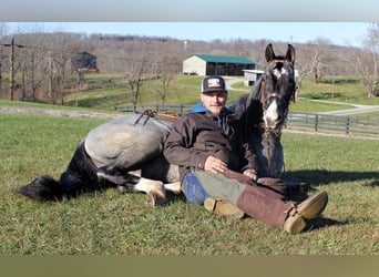 Tennessee walking horse, Hongre, 8 Ans, Rouan Bleu