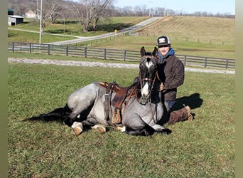 Tennessee walking horse, Hongre, 8 Ans, Rouan Bleu