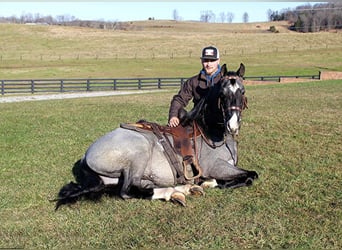 Tennessee walking horse, Hongre, 8 Ans, Rouan Bleu