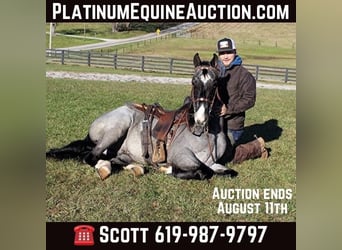 Tennessee walking horse, Hongre, 8 Ans, Rouan Bleu