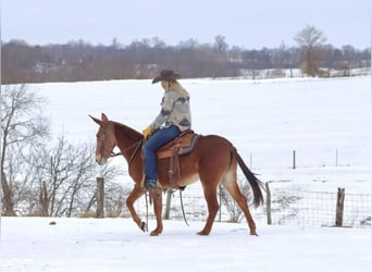 Tennessee walking horse, Hongre, 9 Ans, 142 cm, Alezan brûlé